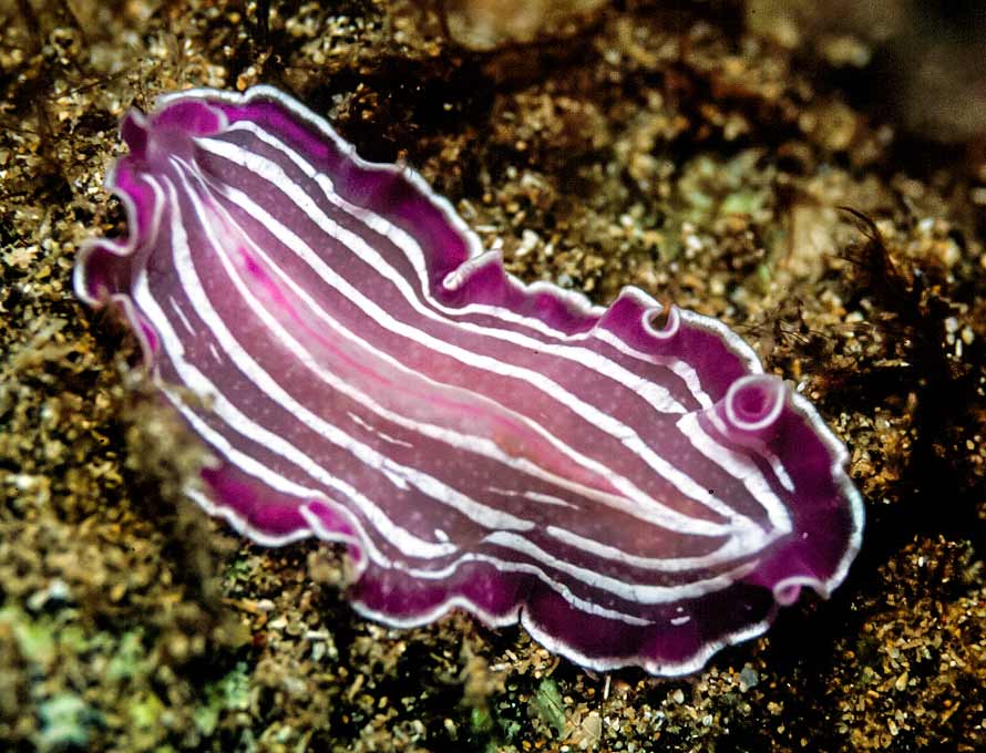 Prostheceraeus giesbrechtii