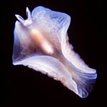 Unidentified sp.