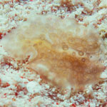 Unidentified sp.