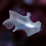 Unidentified sp.