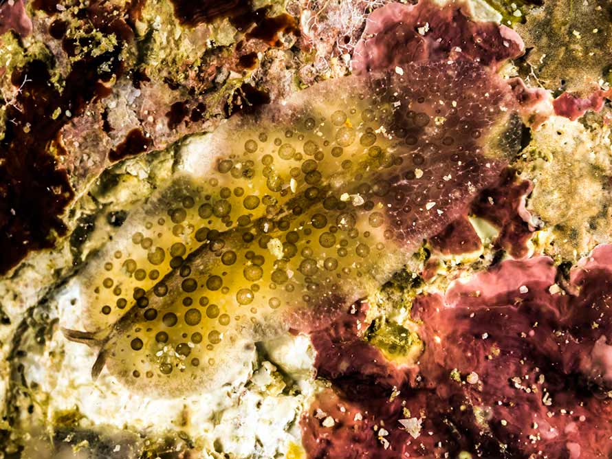 acanthozoon sp. 5