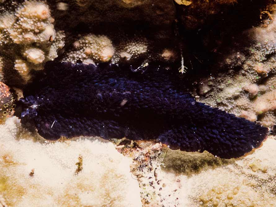 acanthozoon sp.