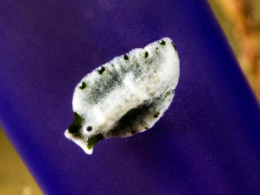 Cycloporus sp. 5