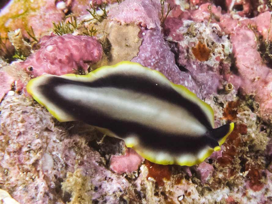 Eurylepta sp3 01