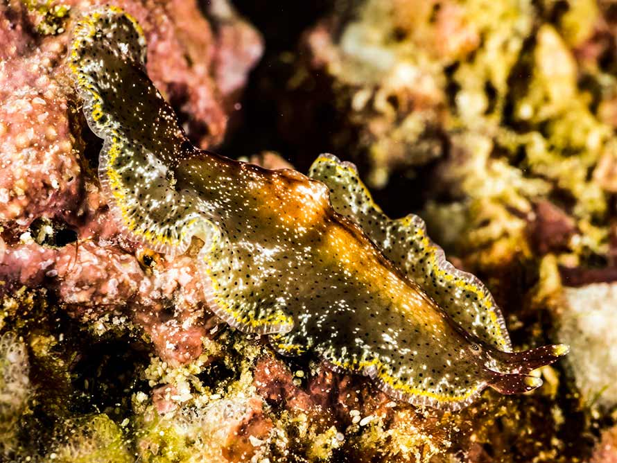 Maritigrella fuscopunctata