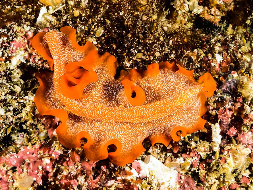 Phrikoceros katoi