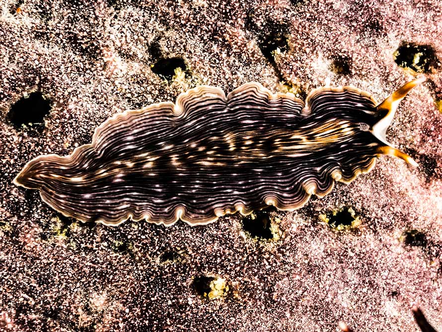 Prostheceraeus sp. 1