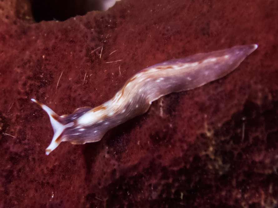 Prostheceraeus sp2 02