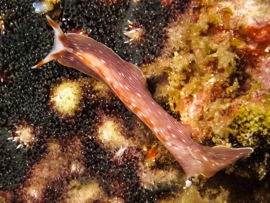 Prostheceraeus sp2 02