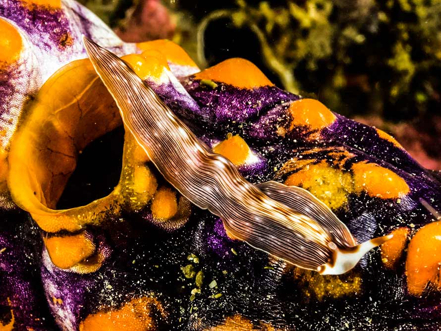 Prostheceraeus sp2 02