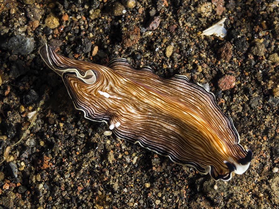 Prostheceraeus sp2 02