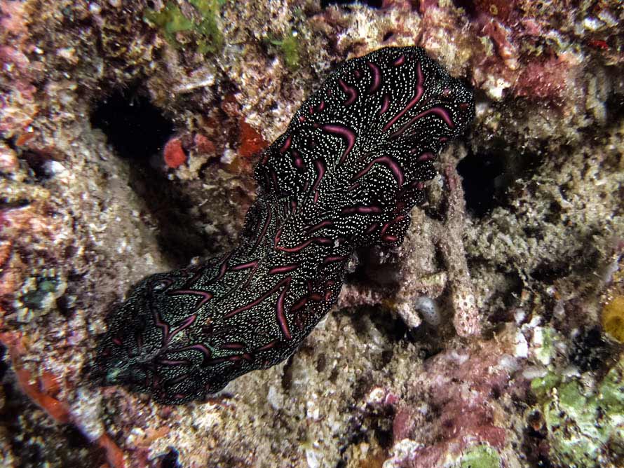 Pseudobiceros bedfordi