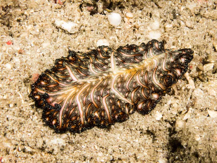 Pseudobiceros bedfordi