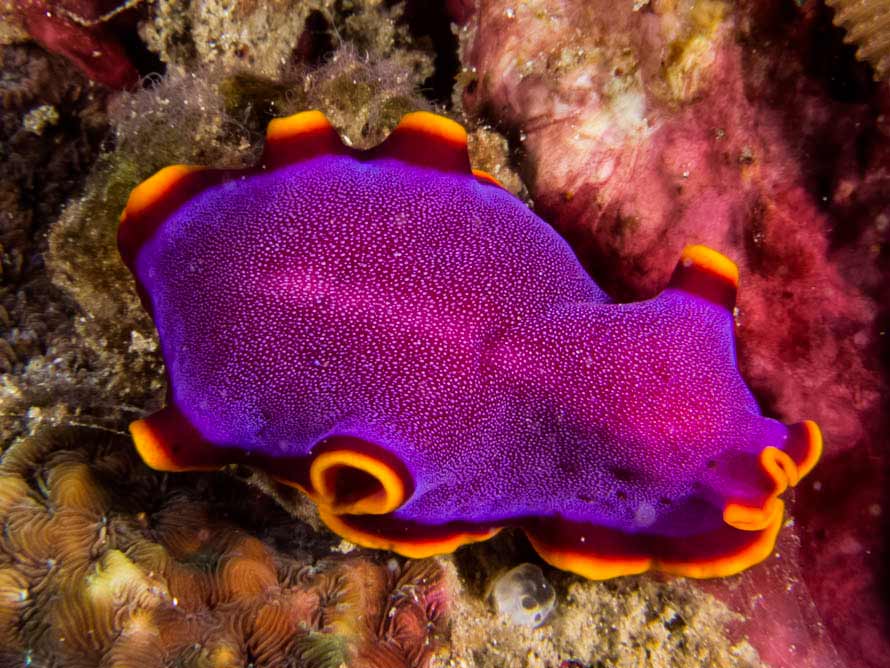 Pseudoceros ferrugineus 01