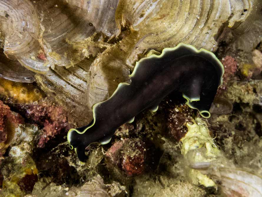 Pseudobiceros flavocanthus