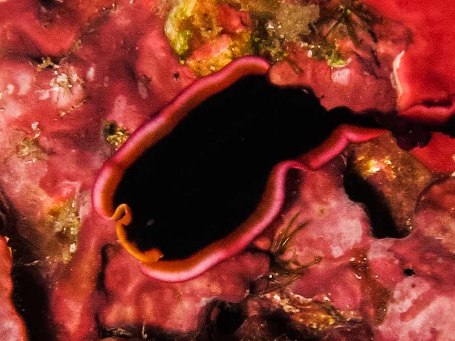 Pseudobiceros gloriosus