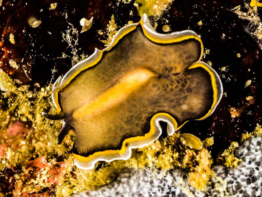 Pseudobiceros hancockanus