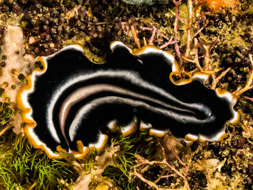 Pseudobiceros sp. 23