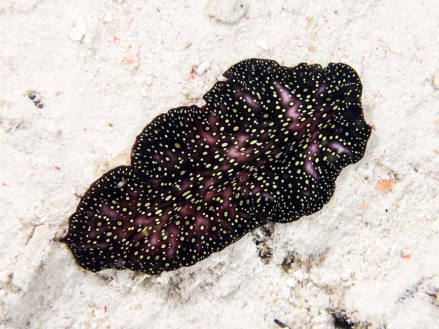 Pseudobiceros sp4 01