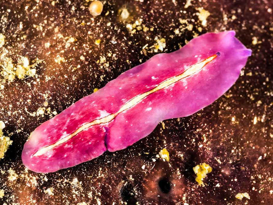 Pseudoceros bifurcus