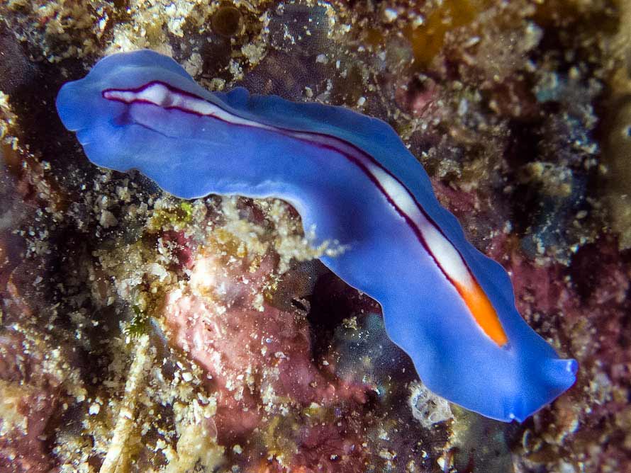 Pseudoceros bifurcus  01