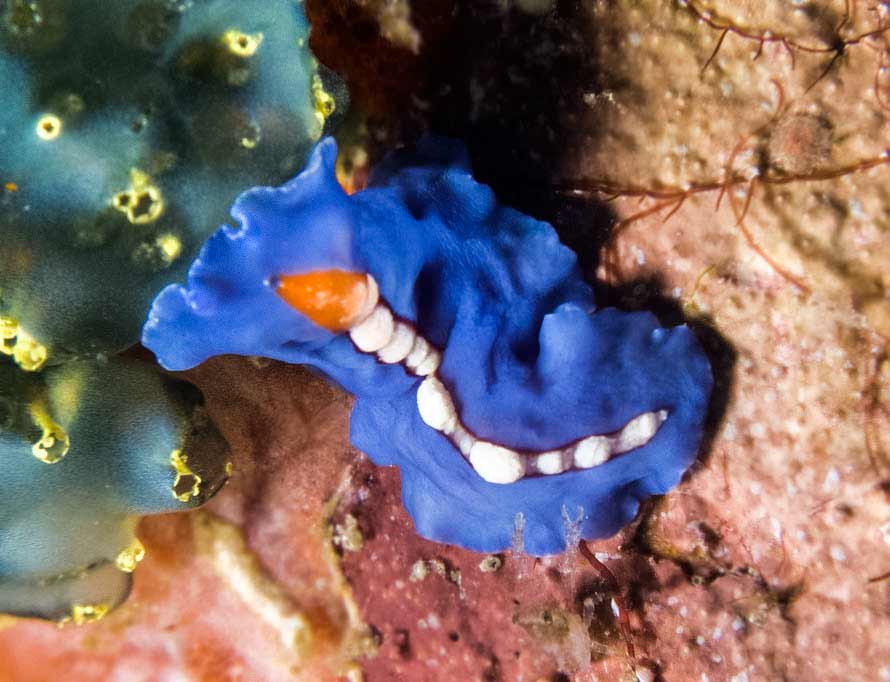 Pseudoceros bifurcus 02