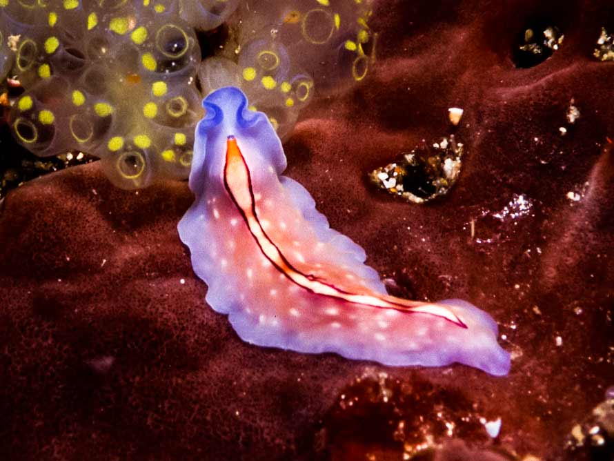 Pseudoceros bifurcus></td>
  </tr>
  <tr>
    <td colspan=