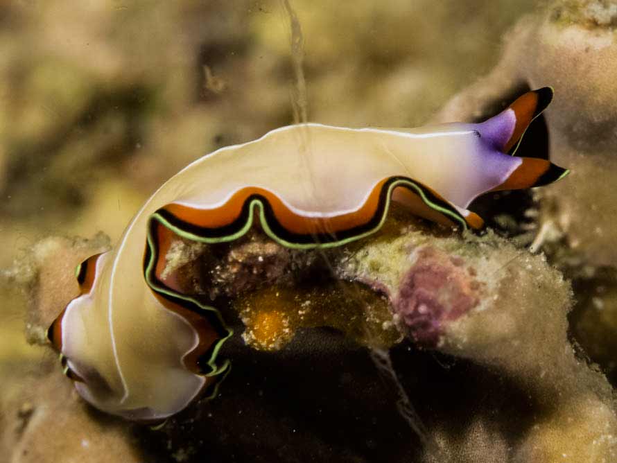 Pseudoceros bimarginatus