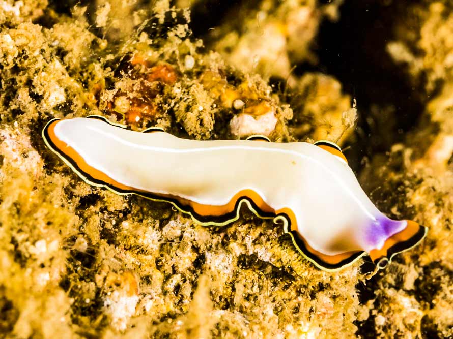 Pseudoceros bimarginatus