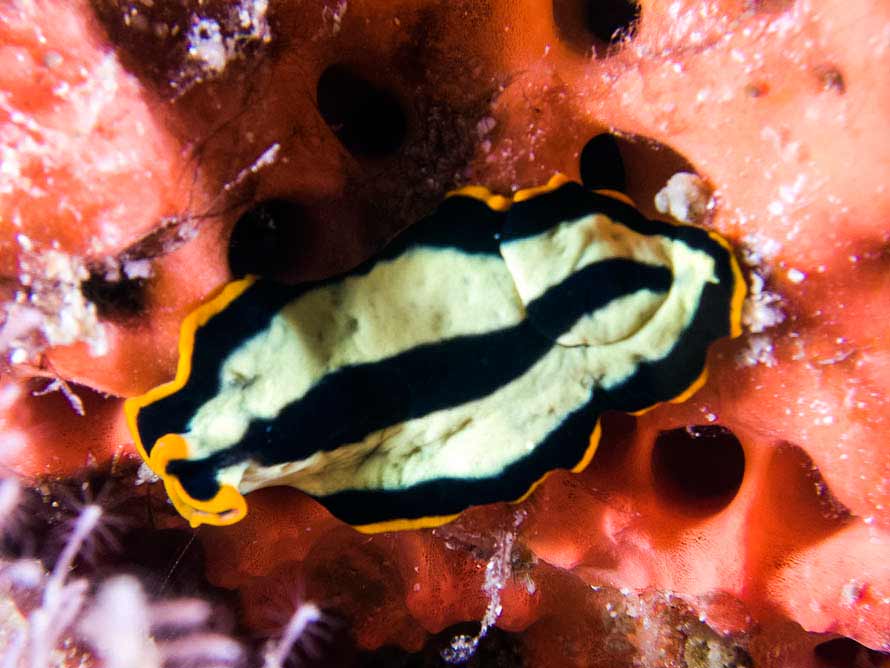 Pseudoceros dimidiatus