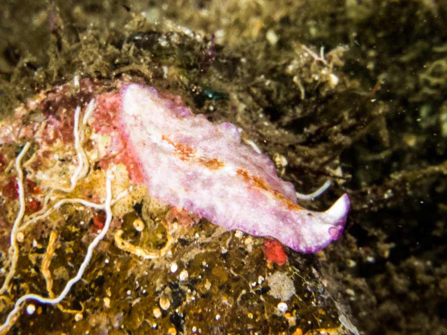 Pseudoceros goslineri