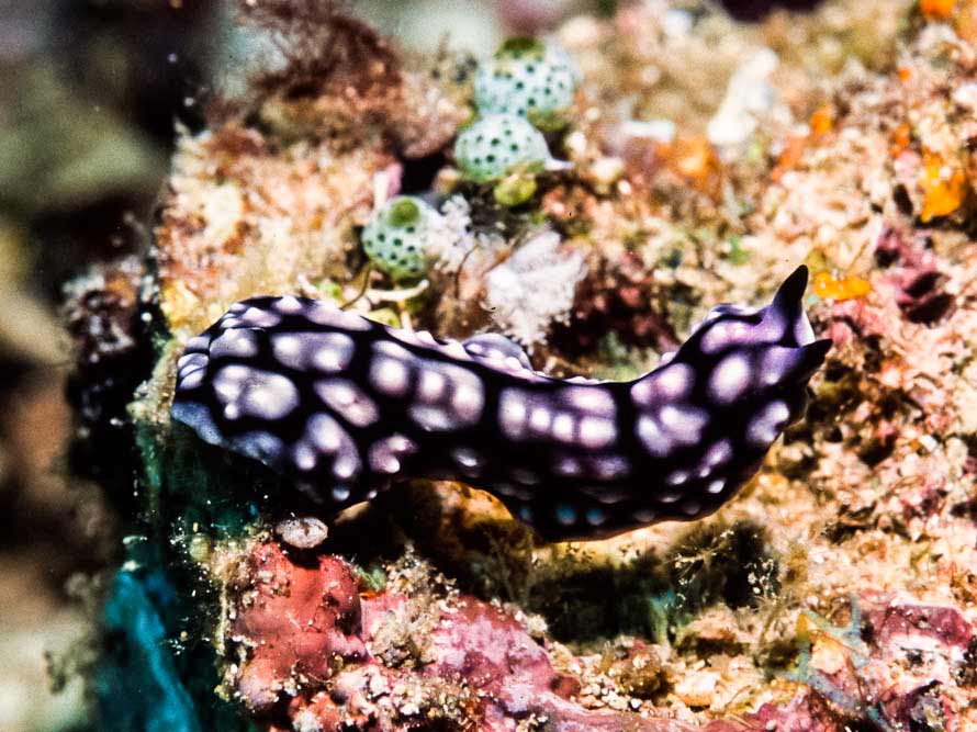 Pseudoceros imitatus 01