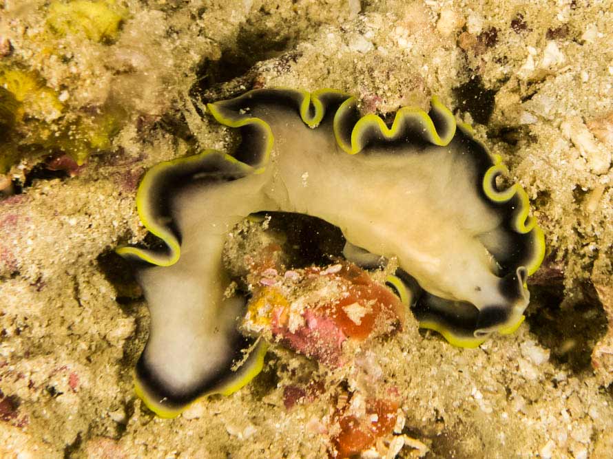 Pseudoceros paralaticlavus