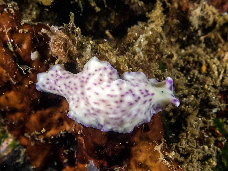 Pseudoceros laingensis 01