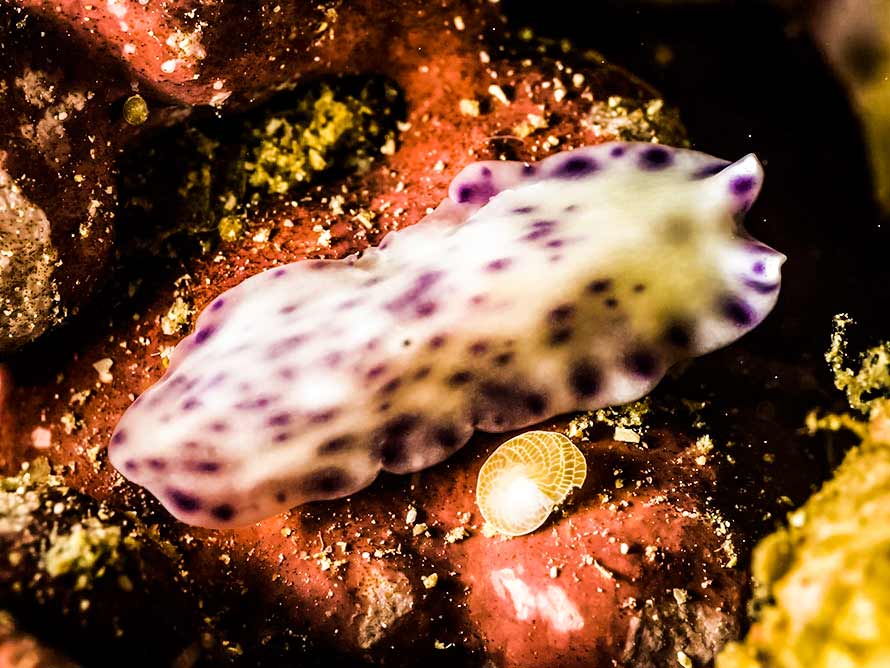 Pseudoceros laingensis