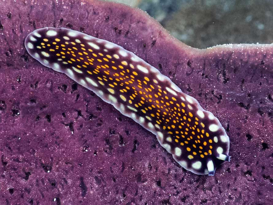 Pseudoceros lindae 01