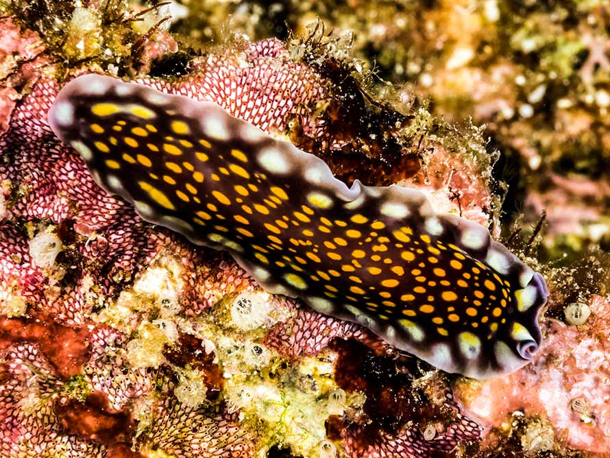 Pseudoceros lindae 01