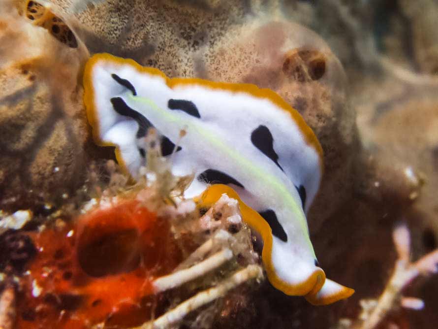 Pseudoceros scriptus  01