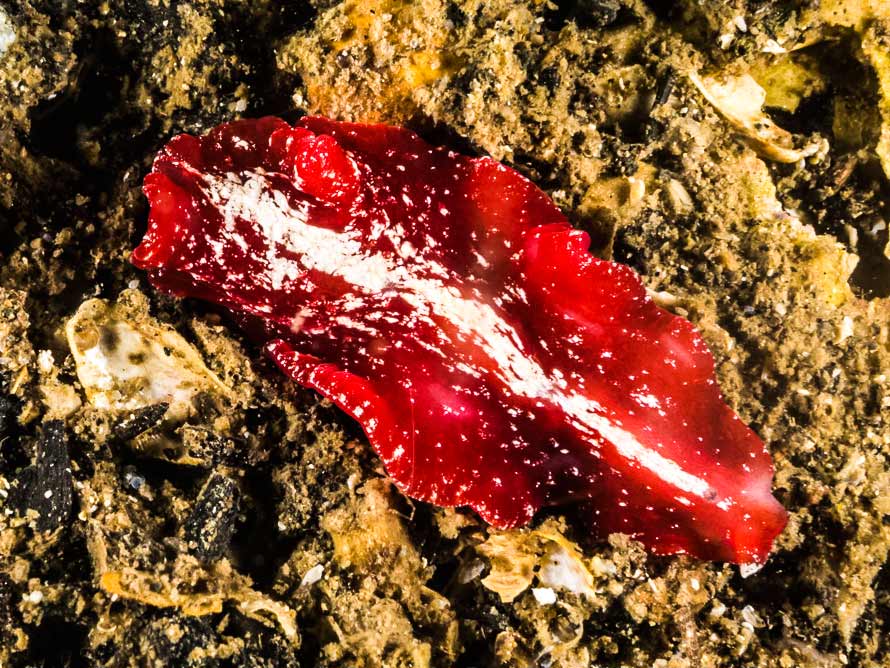 Pseudoceros sp. 51