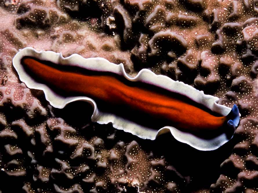 Pseudoceros sp9