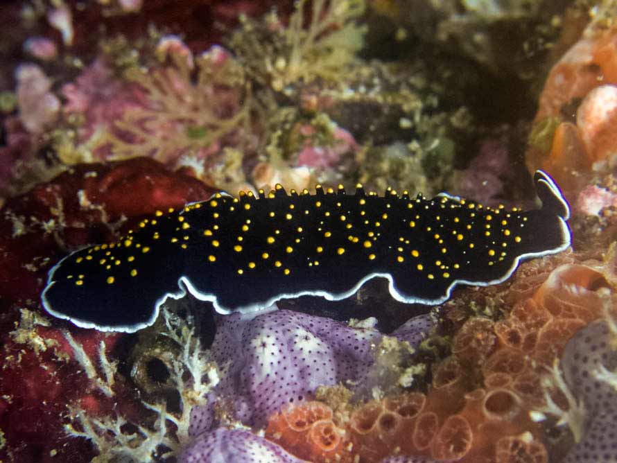 Thysanozoon nigropapillosum