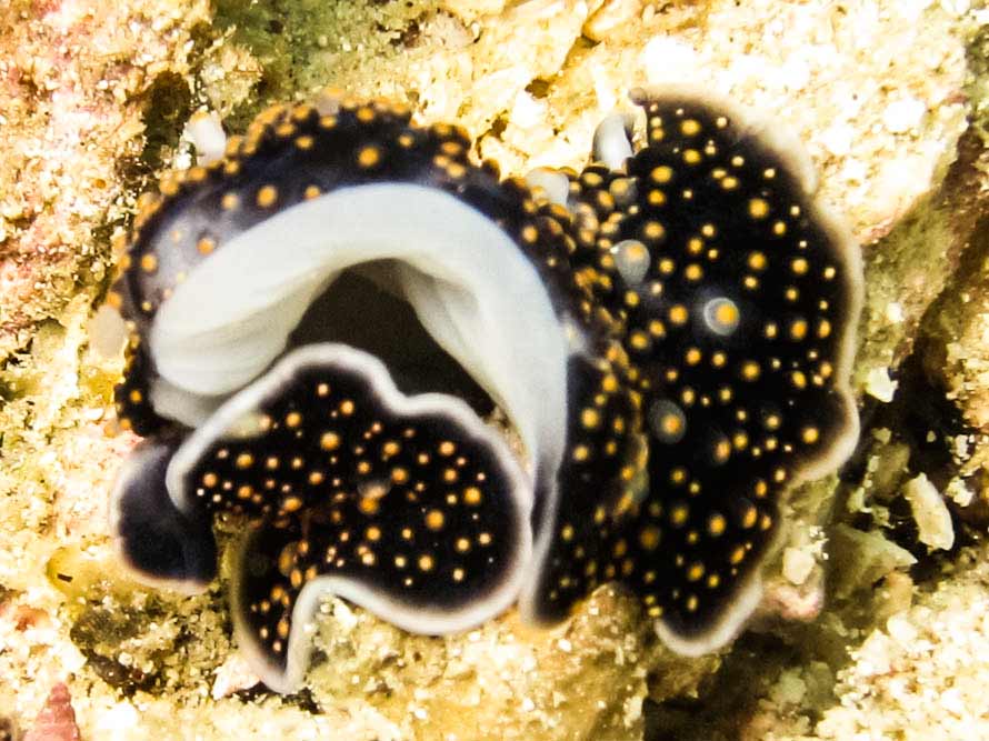 Thysanozoon nigropapillosum (Hyman, 1959)