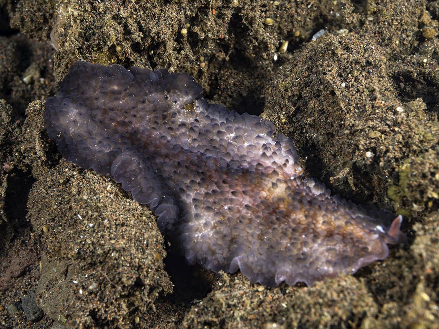Thysanozoon sp. A