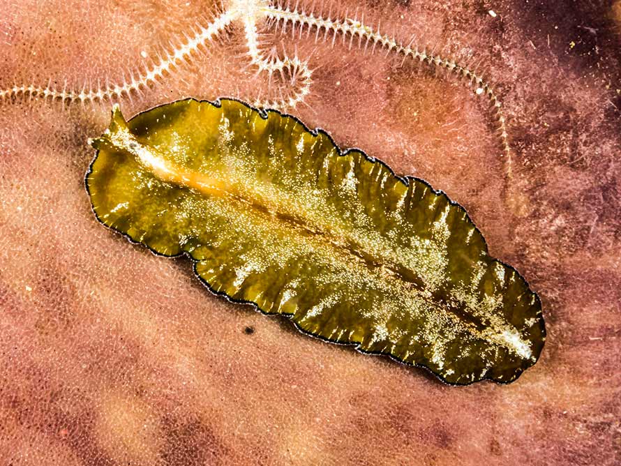 Tytthosoceros lizardensis