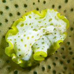 Ascidiophilla alba