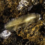 Leptoplanid sp. A