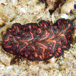 Pseudobiceros bedfordi