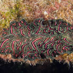 Pseudobiceros bedfordi