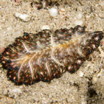 Pseudobiceros bedfordi