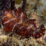 Pseudobiceros bedfordi